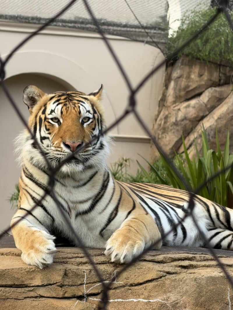 Mike the Tiger Habitat - Image 1