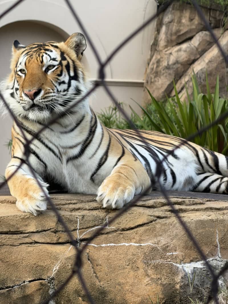 Mike the Tiger Habitat - Image 1