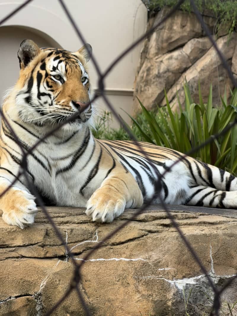 Mike the Tiger's Habitat - Image 1