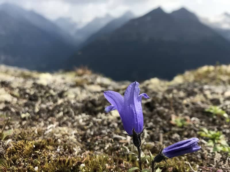 White Pass Alpine Overlook - Image 1