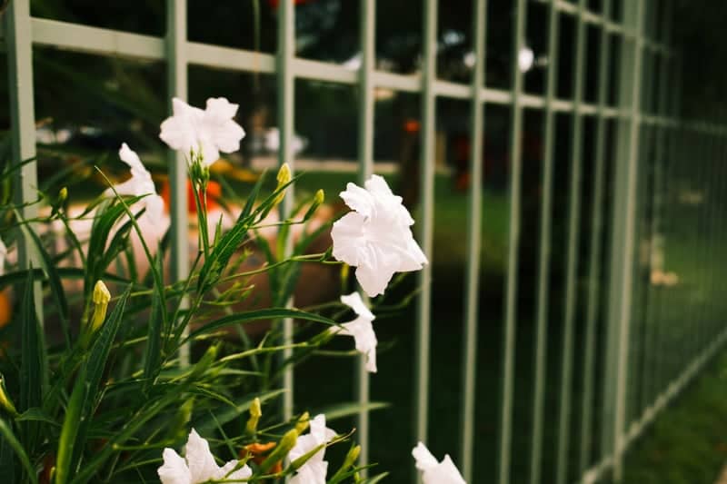 Pine Street Garden Blooms - Image 1