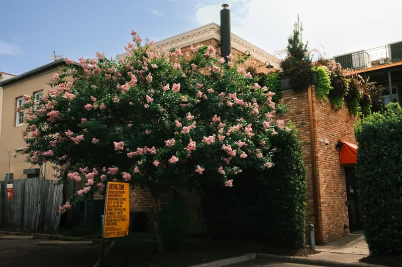 Historic District Brickwork & Blooms - Image 1