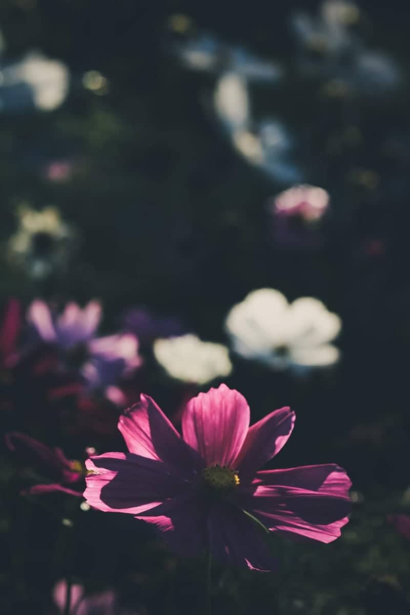 Manito Park Gardens - Image 1