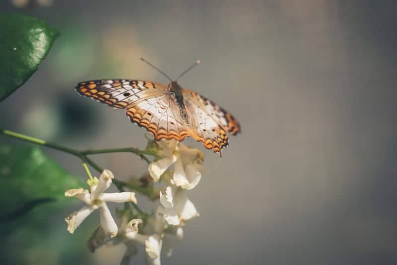 Desert Botanical Garden - Image 1