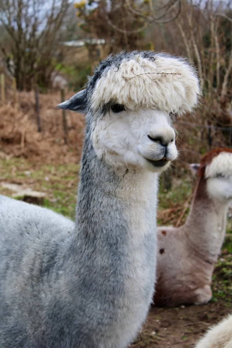 Loch Ness Alpacas - Image 1