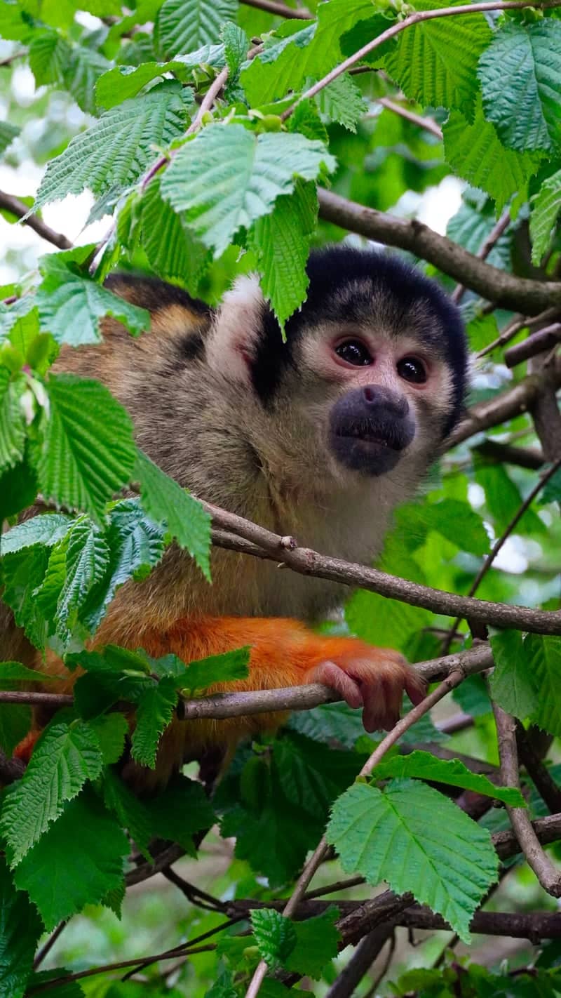 GaiaZOO - Image 1