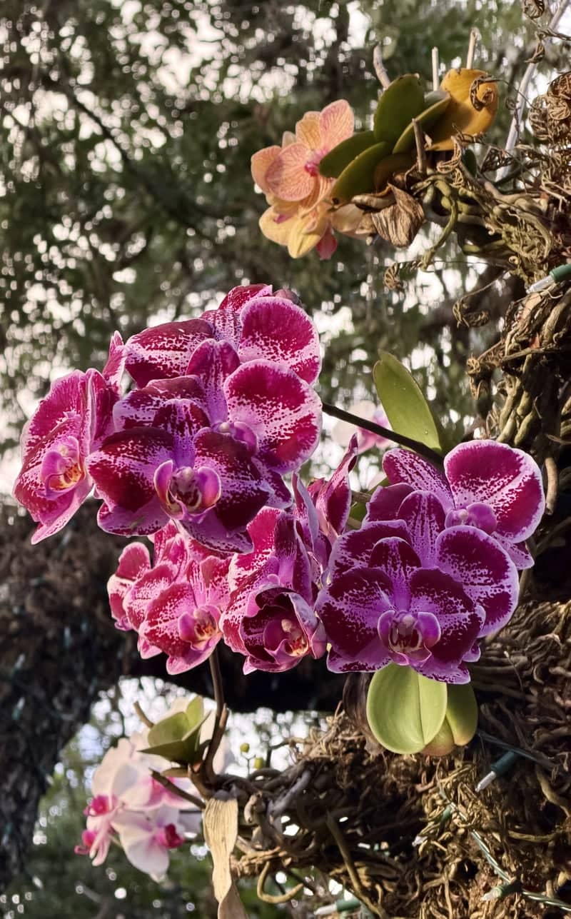 Country Club Prado Orchids - Image 1