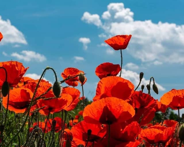 Salzwedel Poppy Meadows - Image 1
