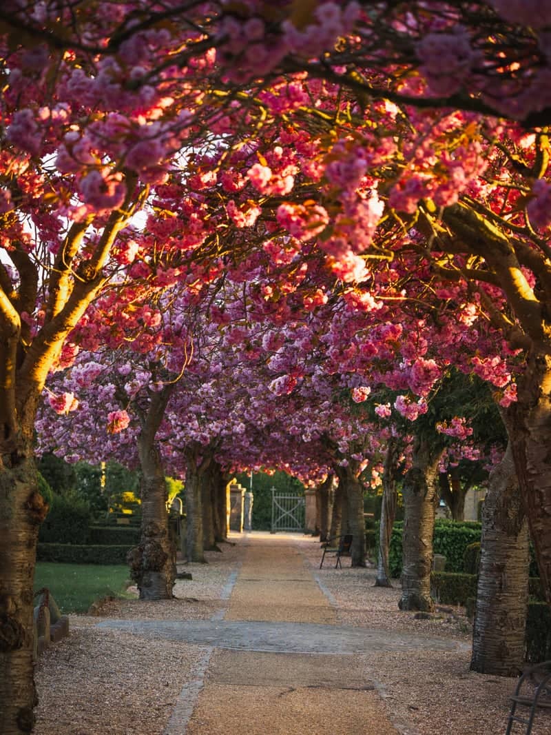 Nørresundby Church Cherry Blossom Alley - Image 1
