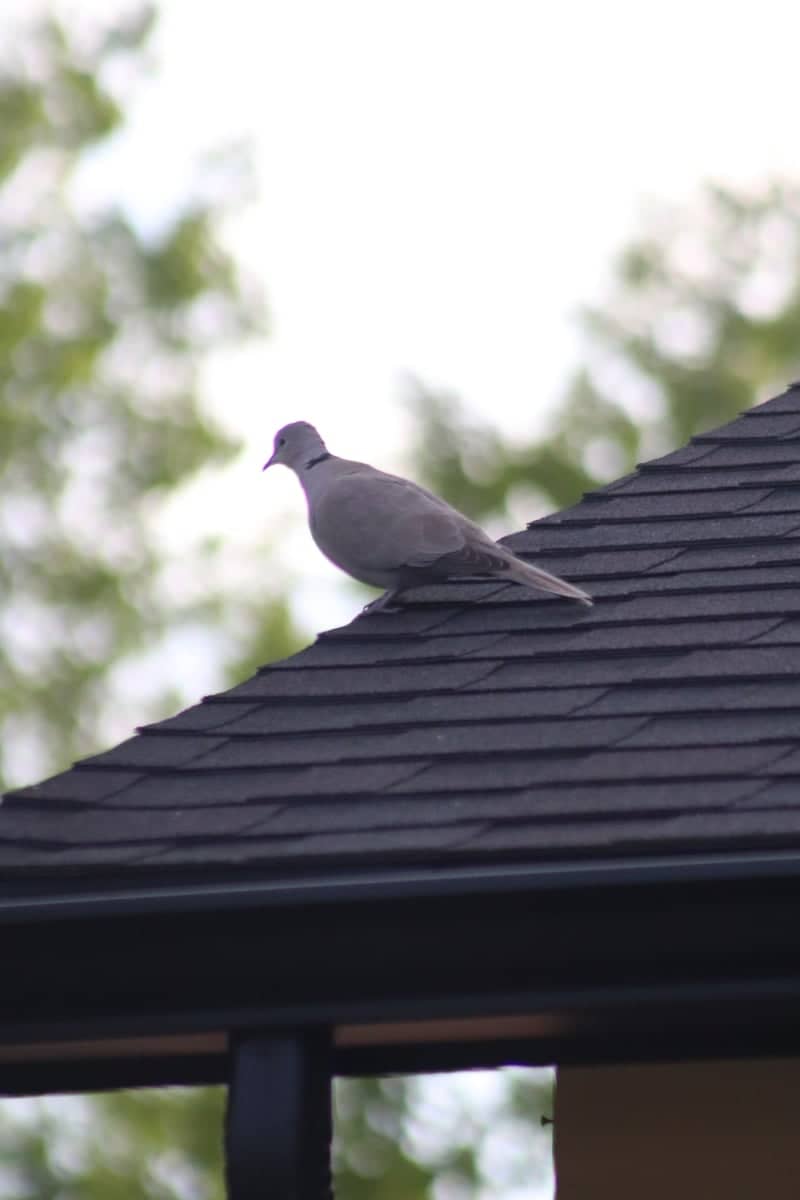 Midvale Suburban Birding Spot - Image 1