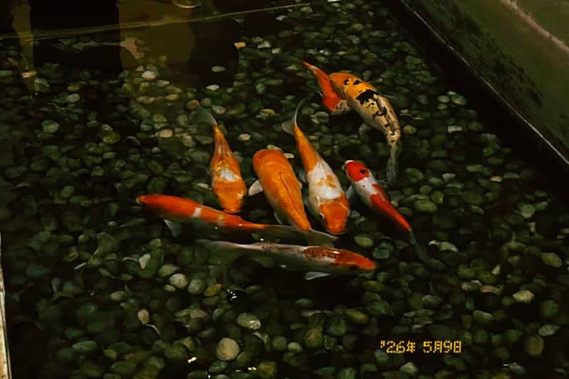 Koi Pond at Mettupalayam Road - Image 1