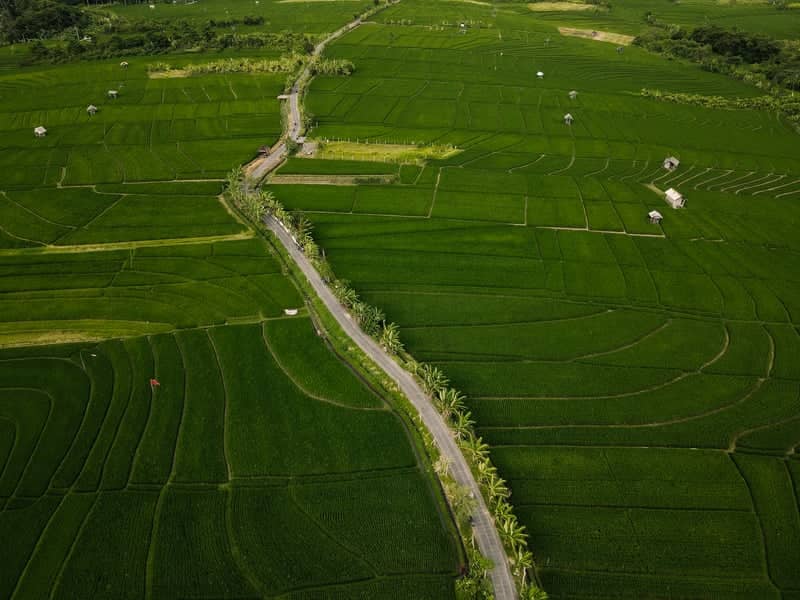 Pererenan Rice Fields - Image 1