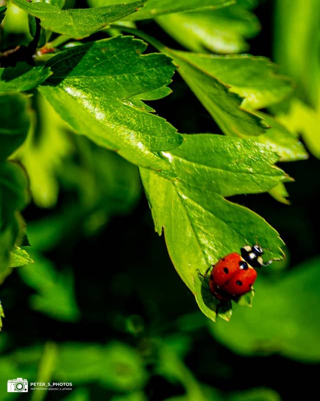 Opole Suburban Nature Spot - Image 1