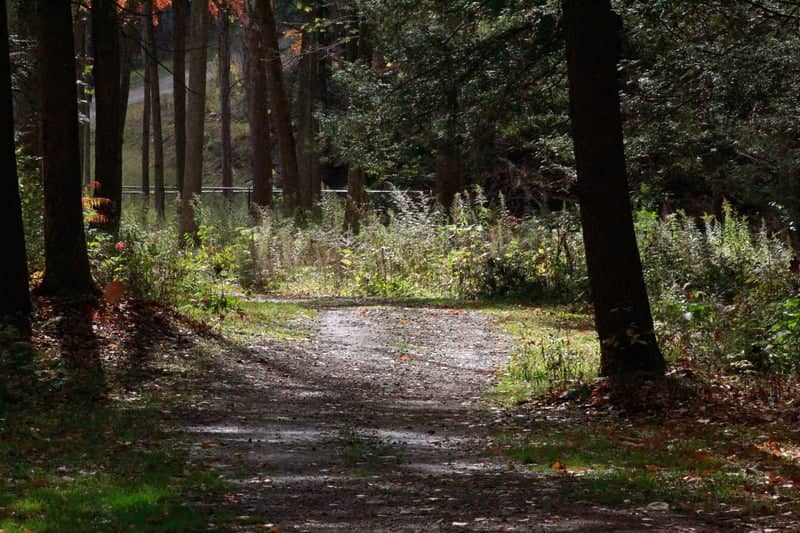 Sun Valley Forest Path - Image 1