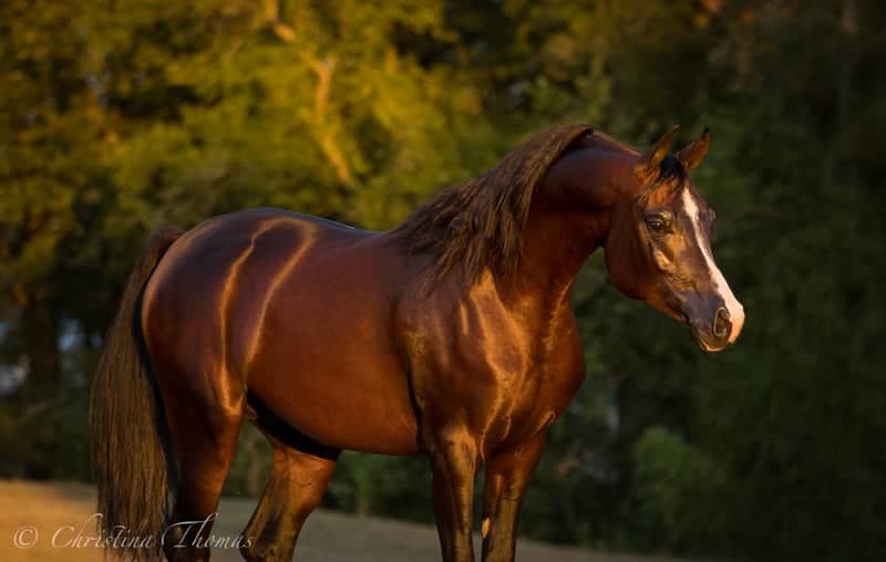 Arabian Expressions Ranch - Image 1
