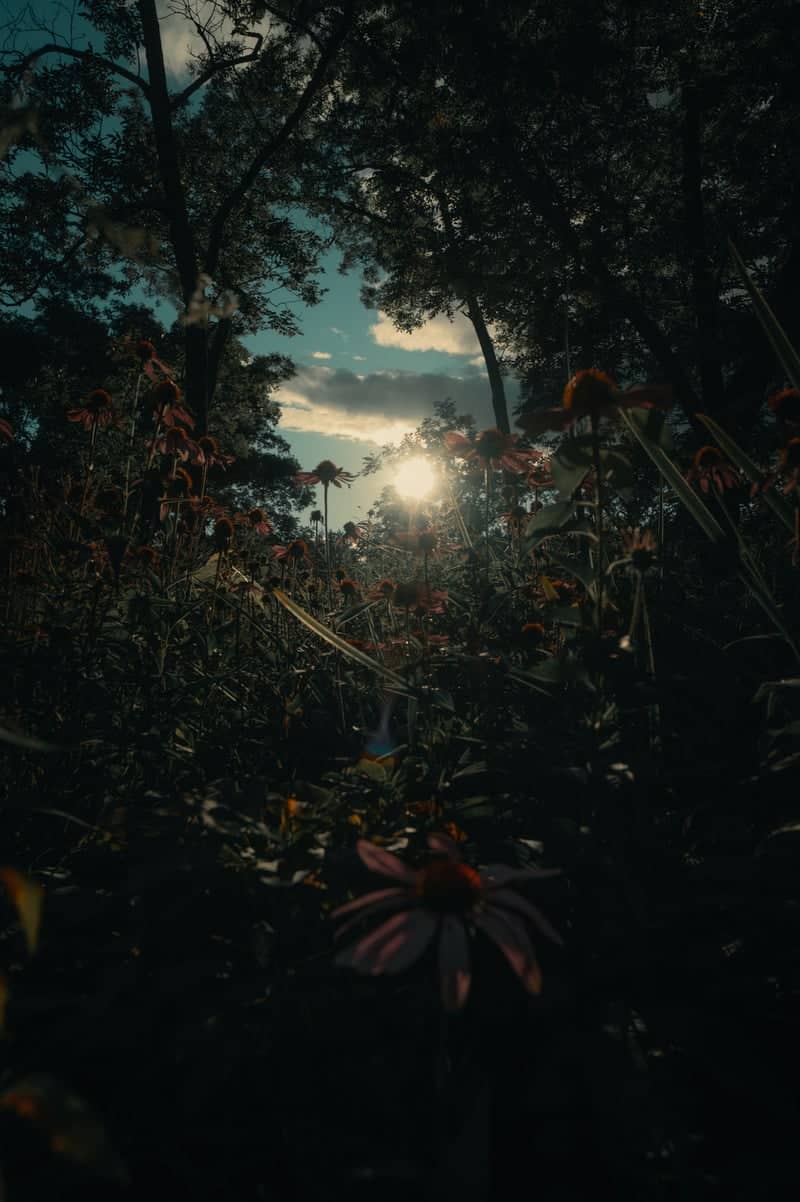 New Jersey Botanical Garden at Skylands - Image 1