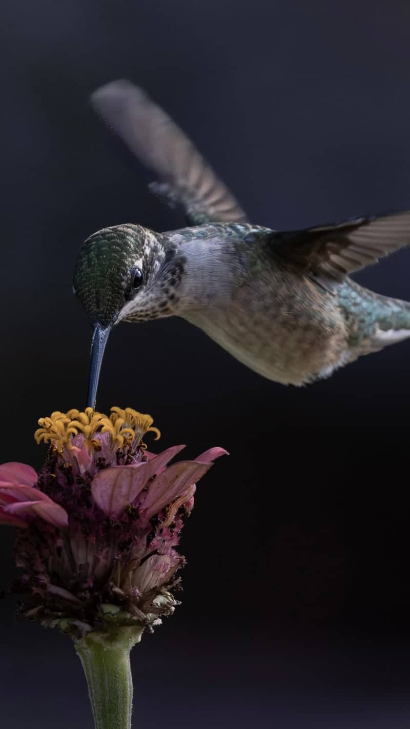 Stafford Hummingbird Garden - Image 1