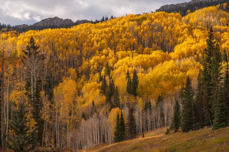 Kebler Pass Aspen Grove - Image 1