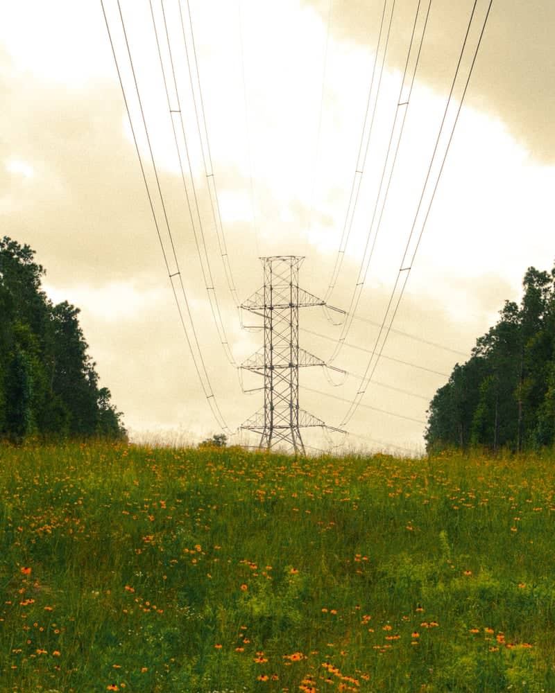 Humble Utility Corridor Wildflowers - Image 1