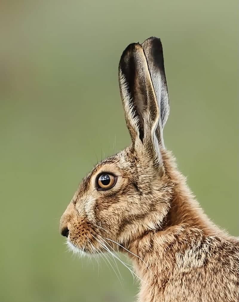 Lincolnshire Countryside - Image 1