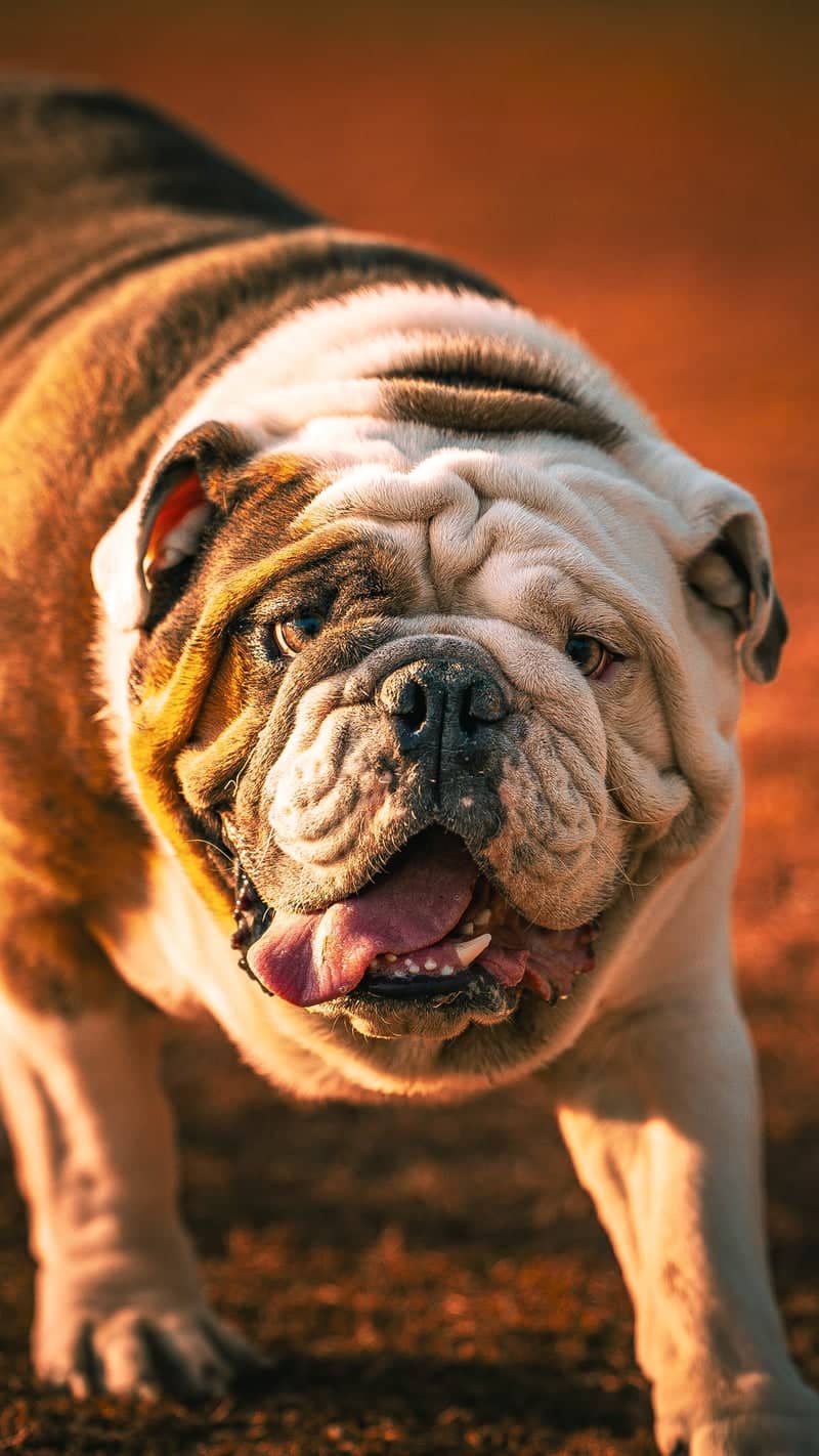 Chaparral Dog Park - Image 1