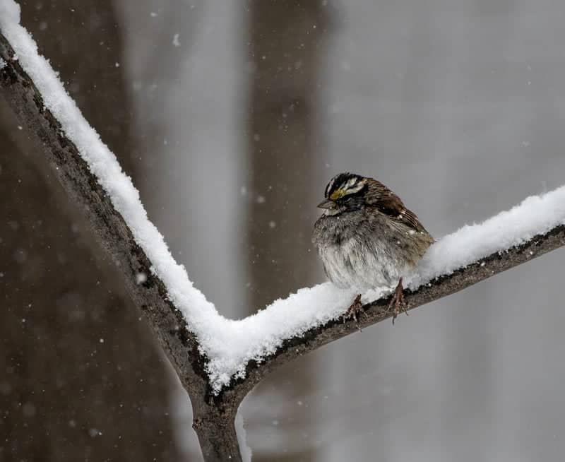 Etobicoke Creek Trail Wildlife - Image 1