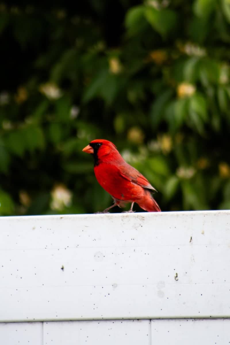 West Lafayette Garden Wildlife - Image 1