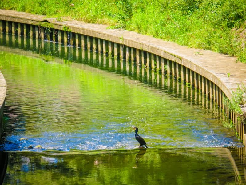 Zenpukuji River Park - Image 1