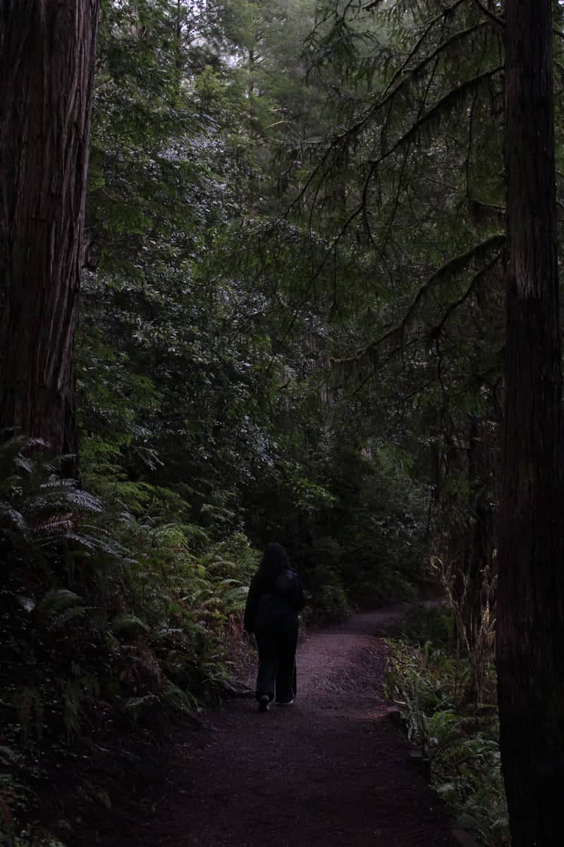 California Botanic Garden Redwood Grove - Image 1