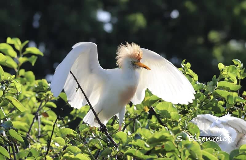 Wakodahatchee Wetlands - Image 1
