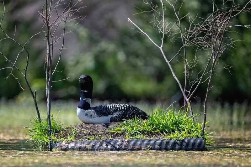 Friends Lake Loon Nesting Site - Image 1