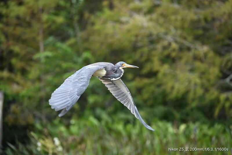 Green Cay Nature Center and Wetlands - Image 1