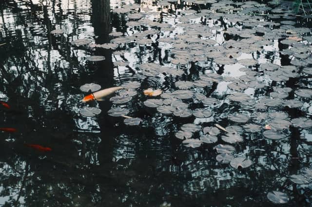 Maximilianshöhe Lily Pond - Image 1
