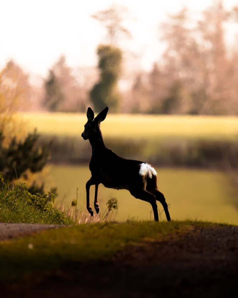 Chiltern Hills Countryside - Image 1
