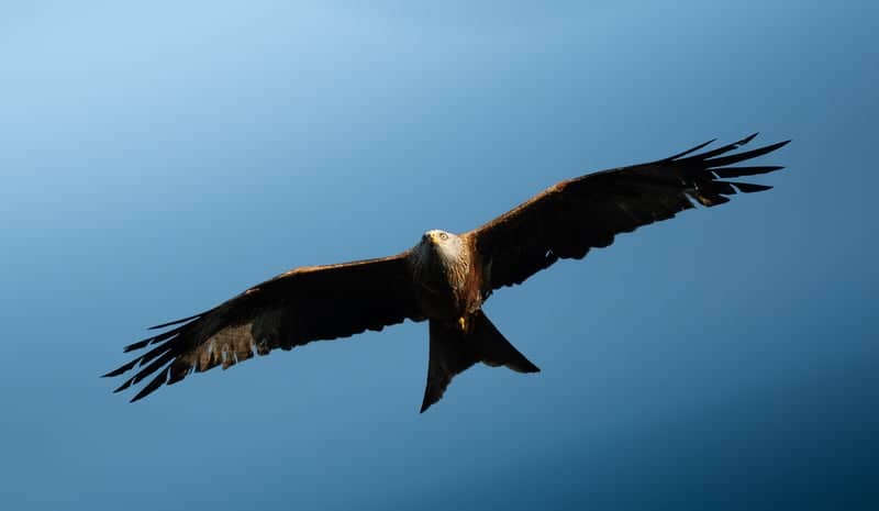 Red Kites of Henley-on-Thames - Image 1