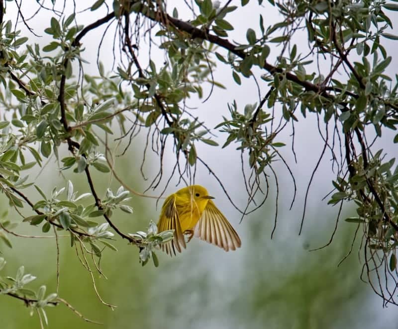 Gillette Urban Birding Spot - Image 1