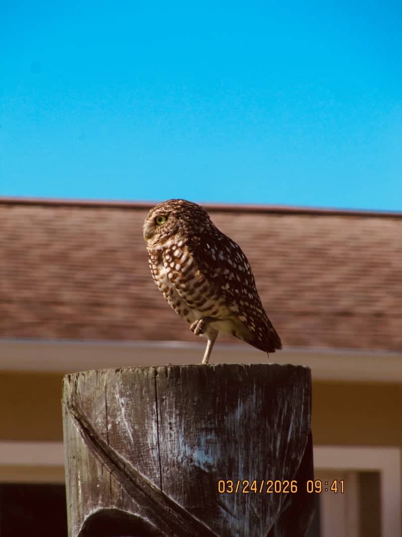 Cape Coral Burrowing Owl Habitat - Image 1