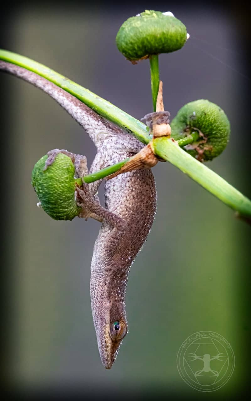 Houston Garden Macro Spot - Image 1