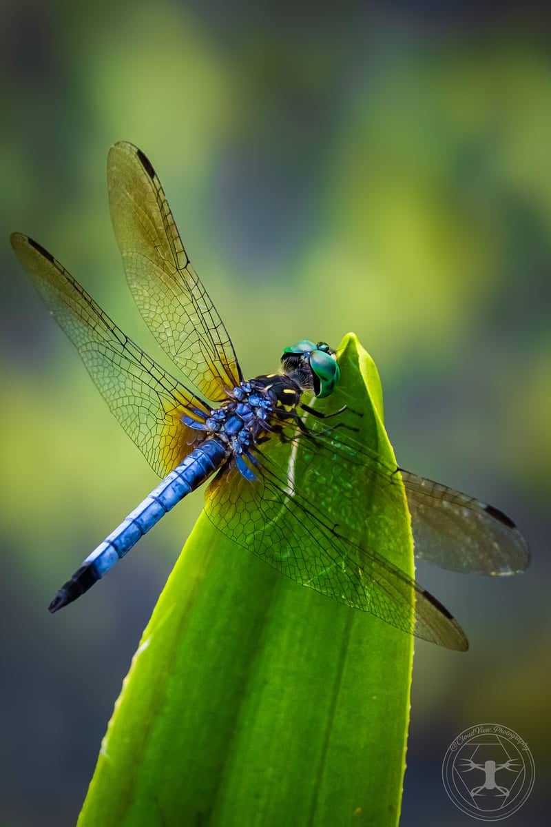 Little Cedar Bayou Nature Area - Image 1