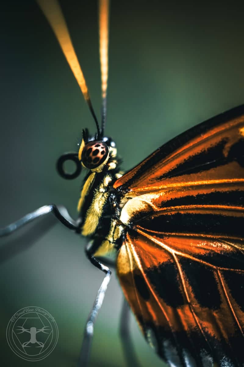 Cockrell Butterfly Center - Image 3