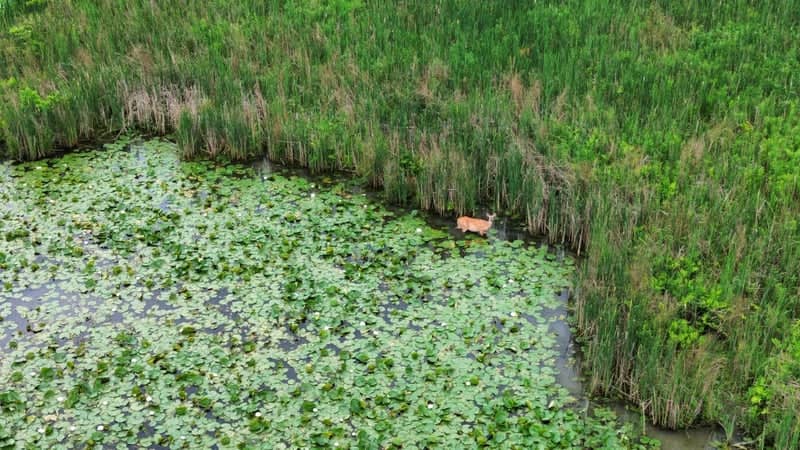 Keuka Lake Wetlands - Image 1