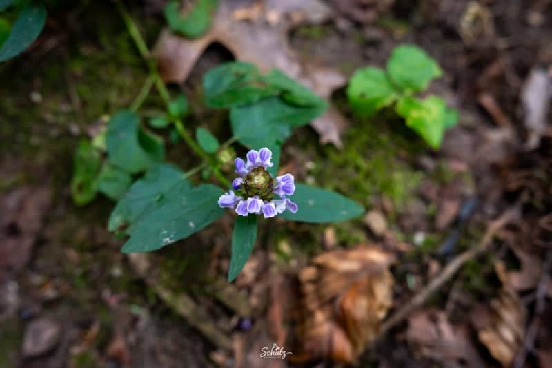 Boardman Park Nature Trails - Image 1