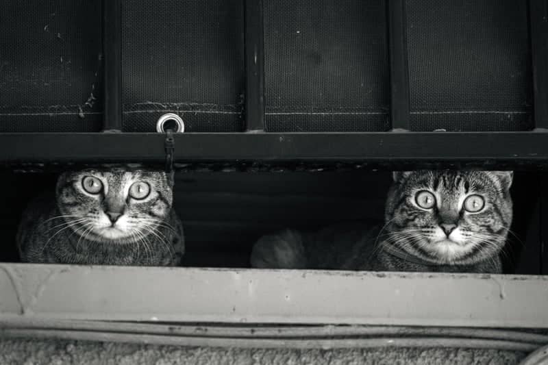 Solvang Street Cats - Image 1