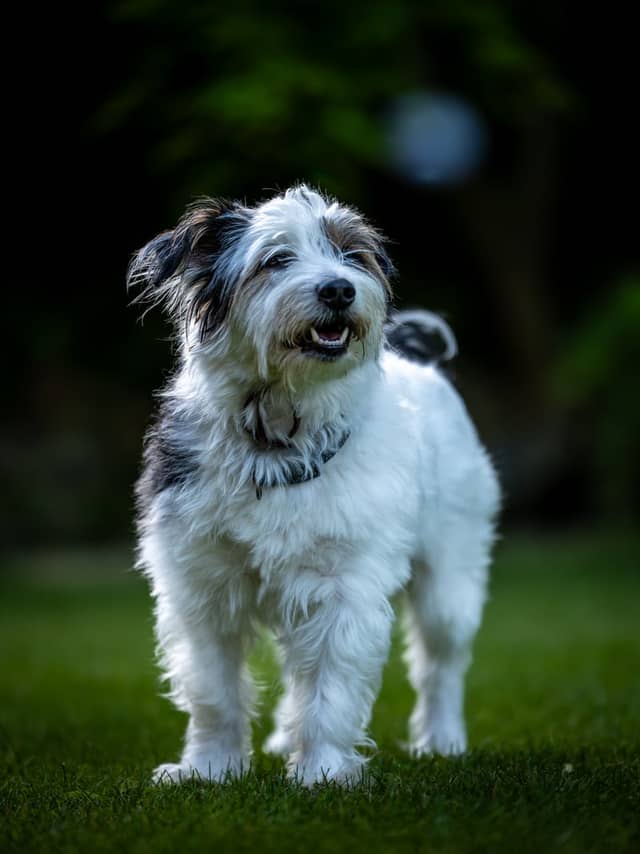 Nordhorn Garden Portrait Spot - Image 1