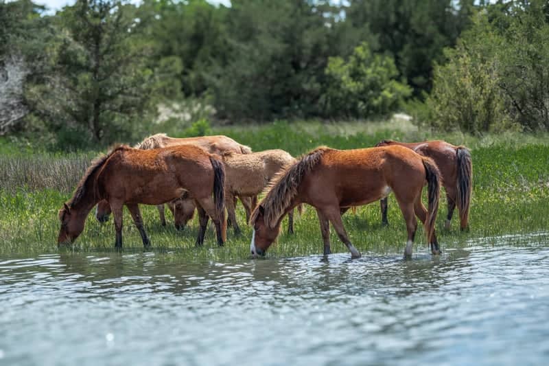 Rachel Carson Reserve Wild Horses - Image 1