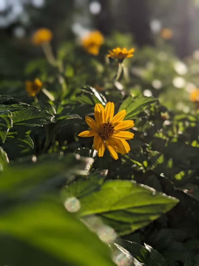 Kolenchery Garden Flora