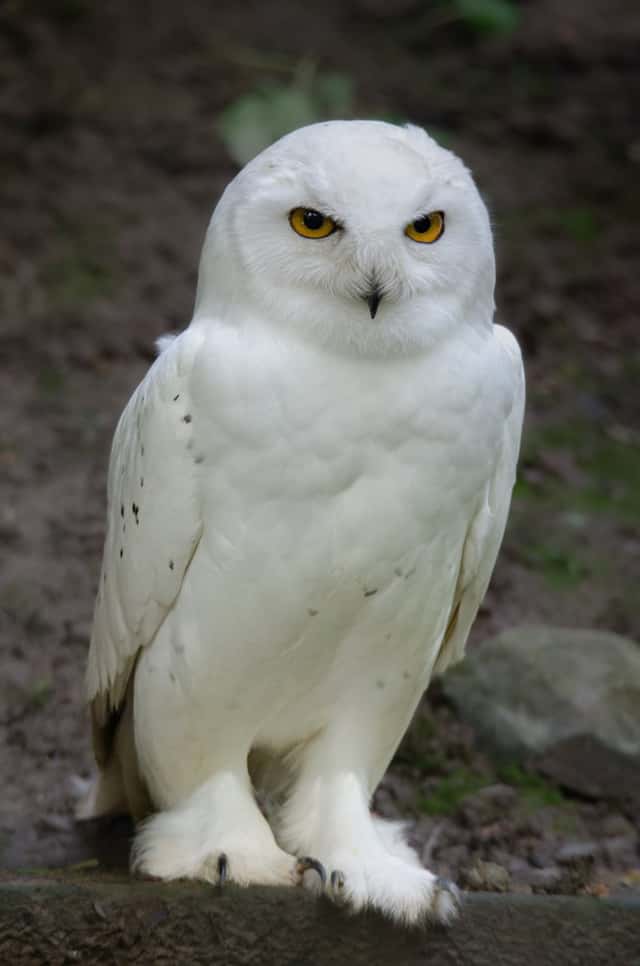 Heimat-Tierpark Olderdissen