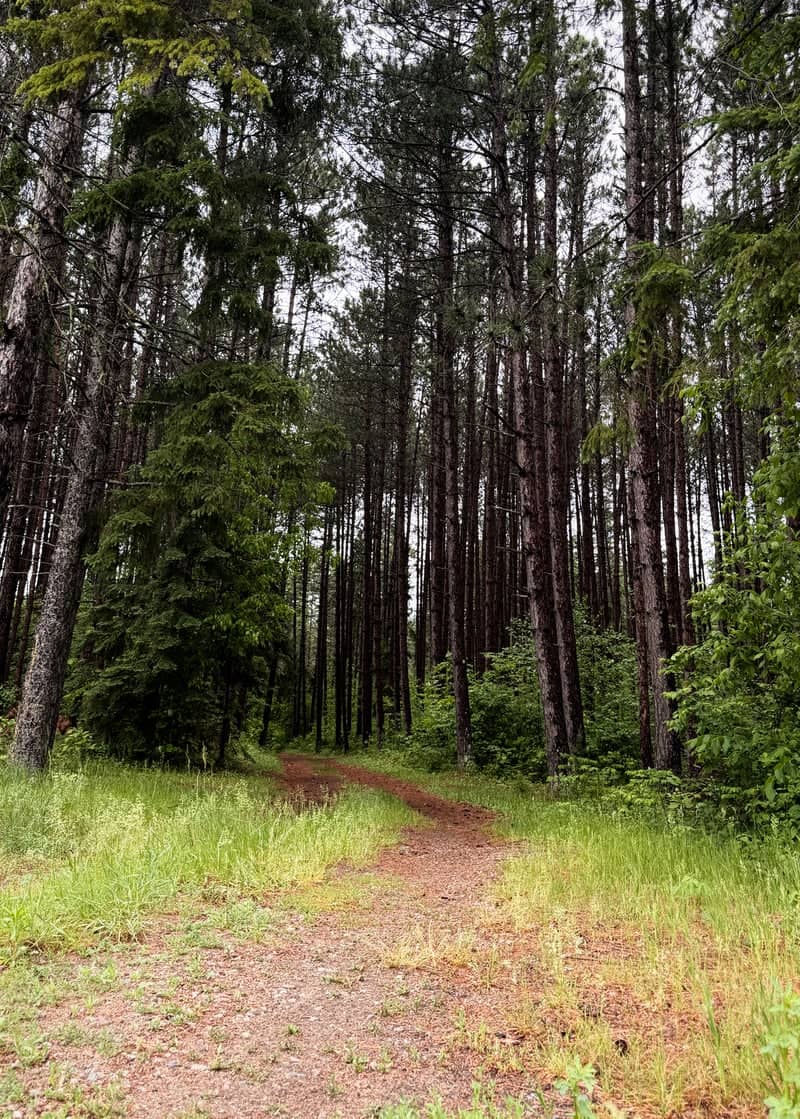 Chippewa National Forest Woodland Path - Image 1