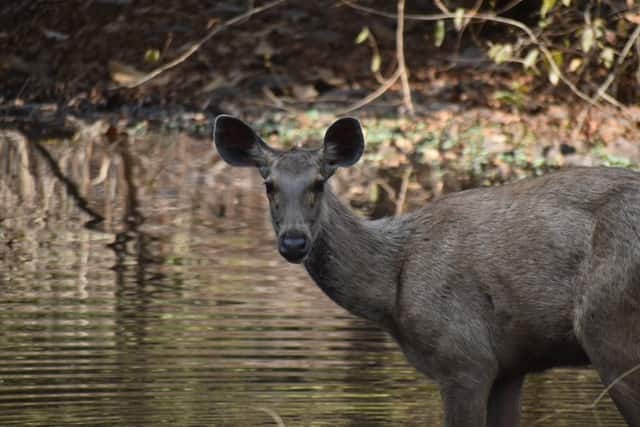 Sanjay Gandhi National Park