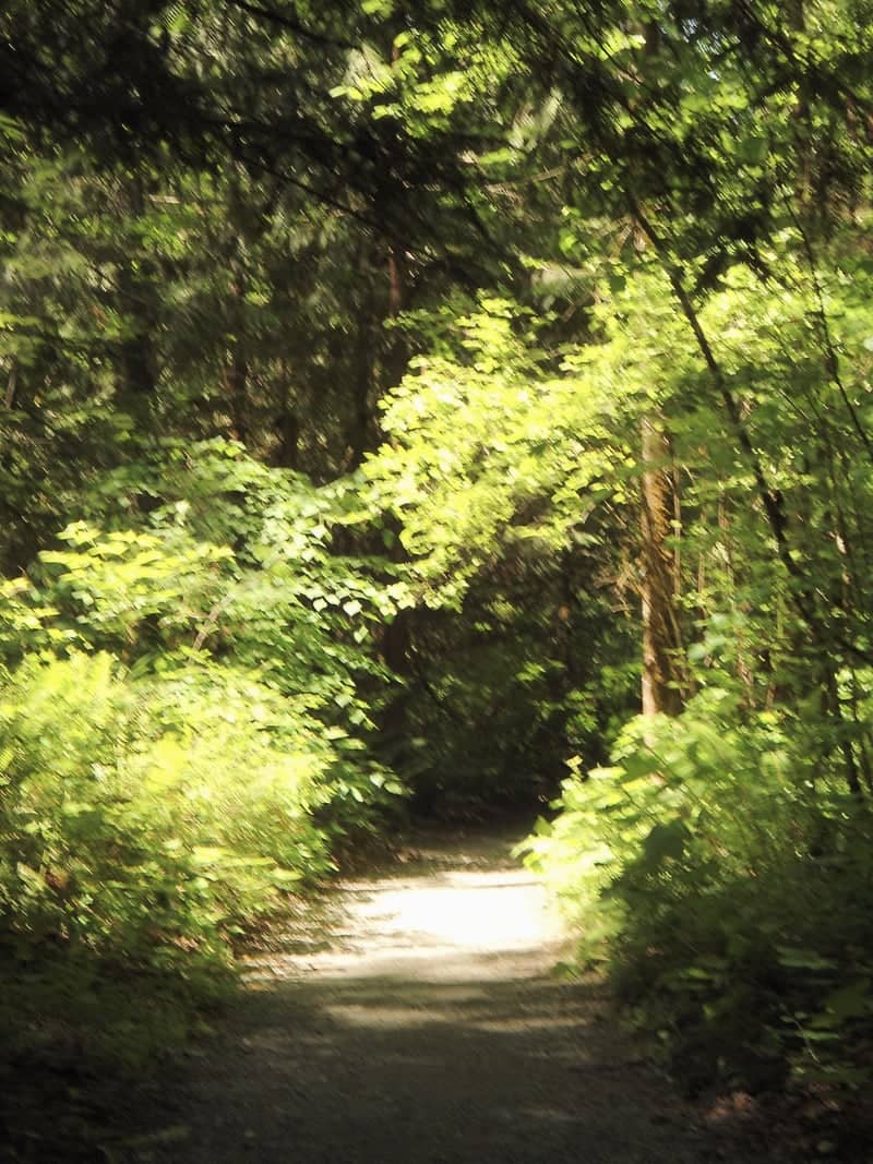 Osprey Park Forest Trail - Image 1